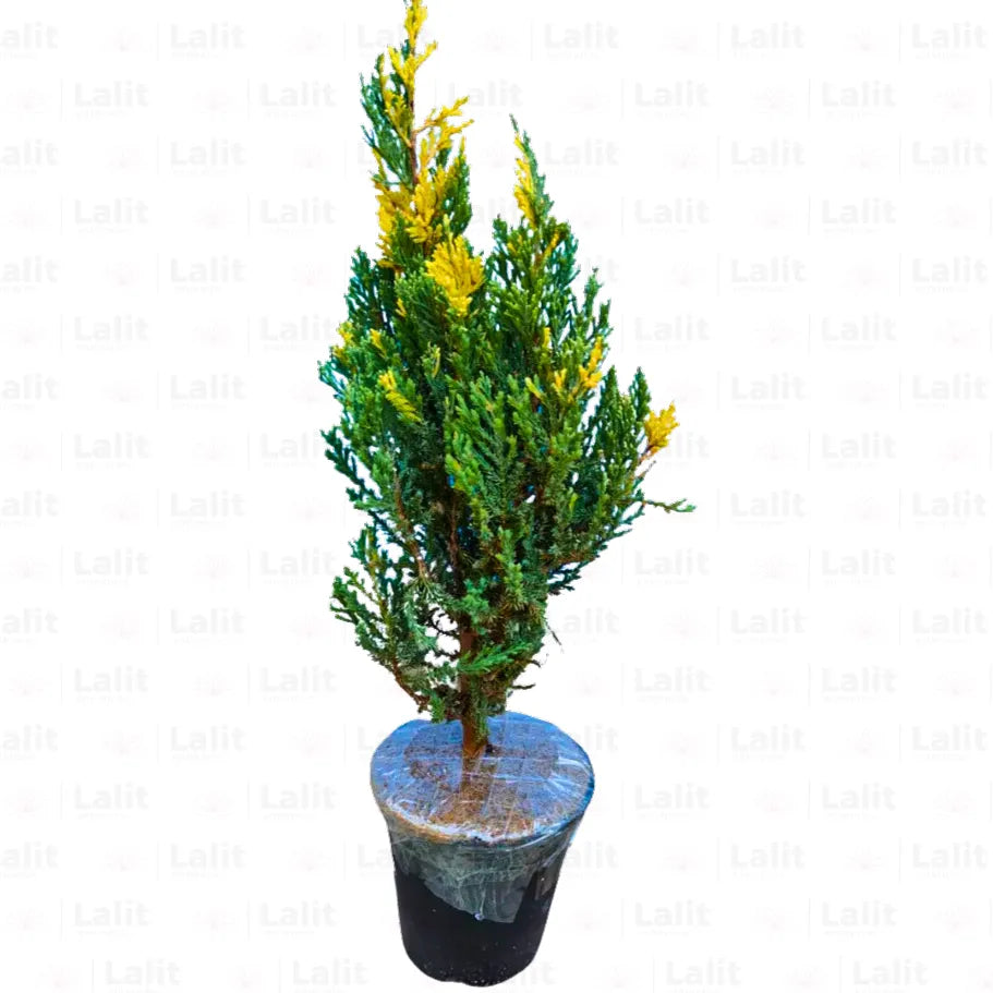 Buy Variegated Juniper (Juniperus Procumbens Variegata) - Plant Online at Lalitenterprise