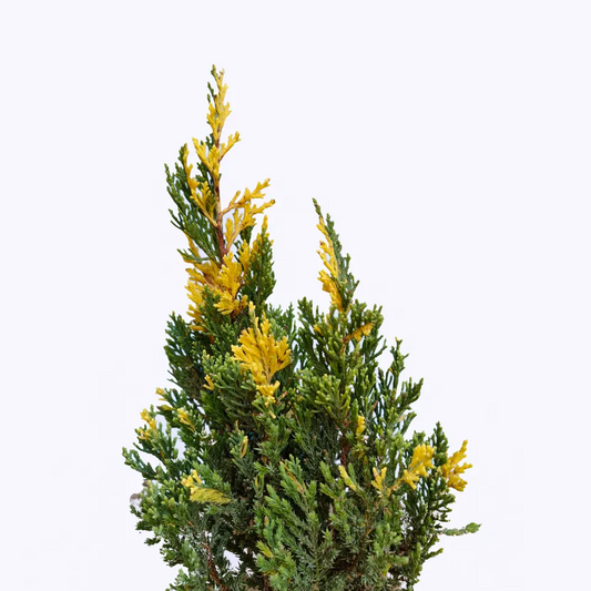 Buy Variegated Juniper | Juniperus Procumbens "Variegata"| - Plant Online at Lalitenterprise