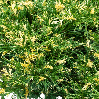 juniper succulent Variegated Juniper | Juniperus Procumbens "Variegata"|