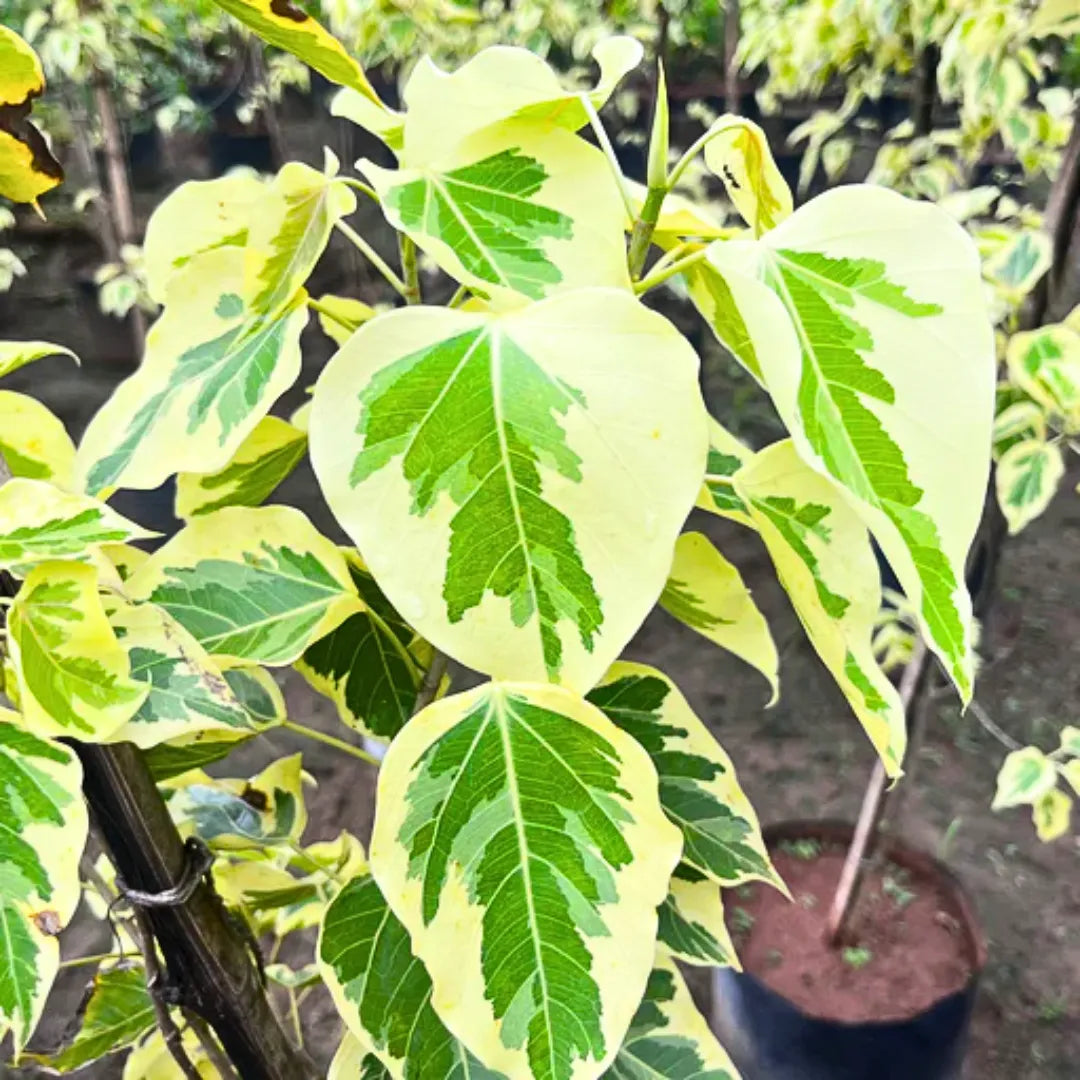 Buy Variegated Peepal (Ficus Religiosa Linn Variegata) - Plant Online at Lalitenterprsie