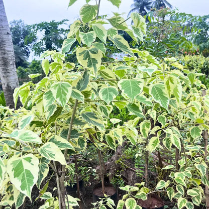 Buy Variegated Peepal (Ficus Religiosa Linn Variegata) - Plant Online at Lalitenterprsie