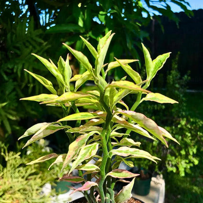 Buy Variegated Pink Devil’s Backbone  - Plant Online at Lalitenterprise