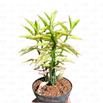 Buy Variegated Pink Devil’s Backbone (Euphorbia Tithymaloides 'Variegata') - Plant Online at Lalitenterprise