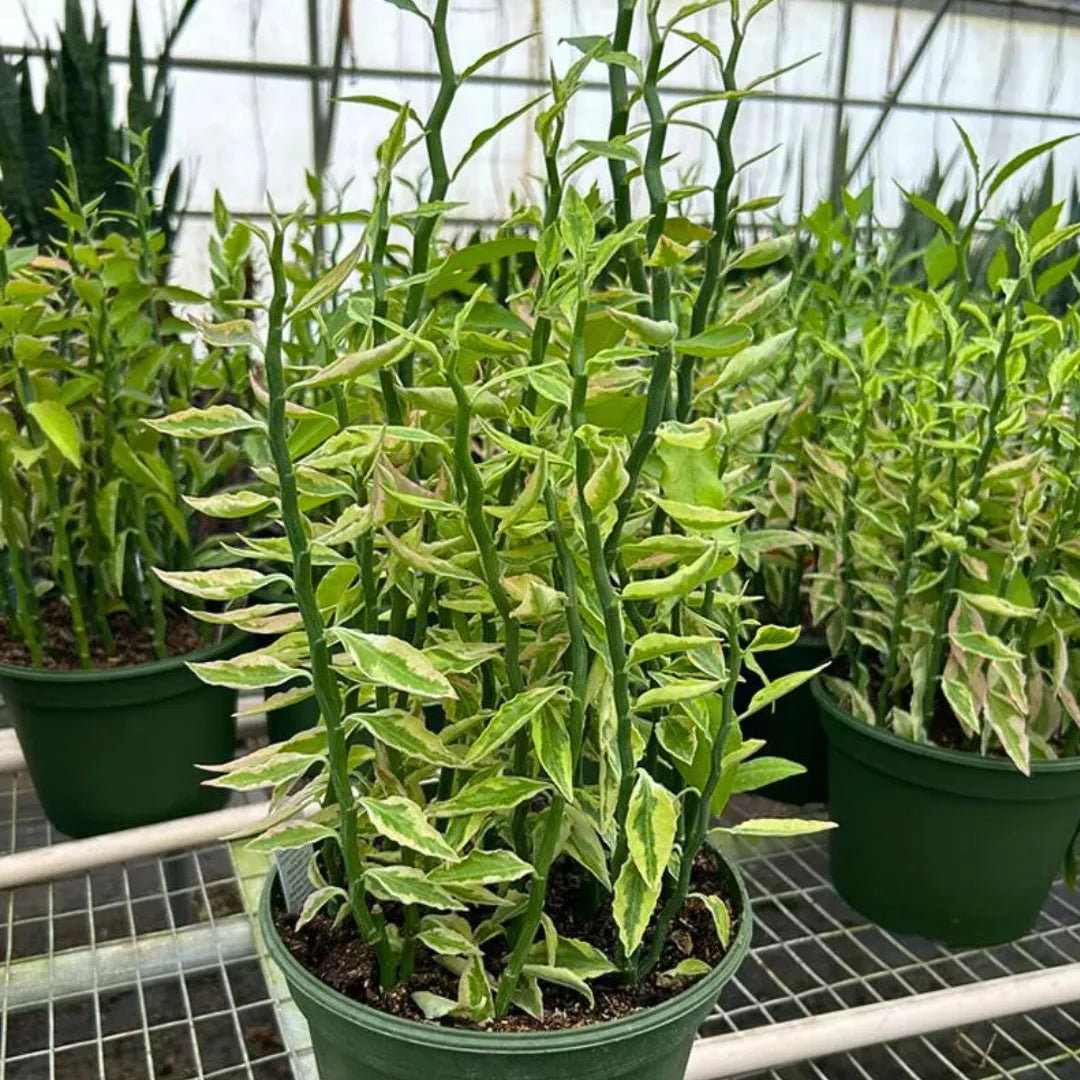 Buy Variegated Pink Devil’s Backbone (Euphorbia Tithymaloides 'Variegata') - Plant Online at Lalitenterprise