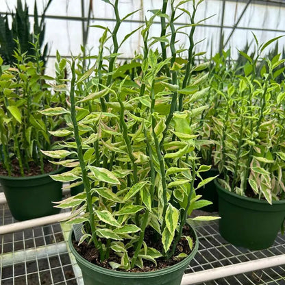 Buy Variegated Pink Devil’s Backbone (Euphorbia Tithymaloides 'Variegata') - Plant Online at Lalitenterprise