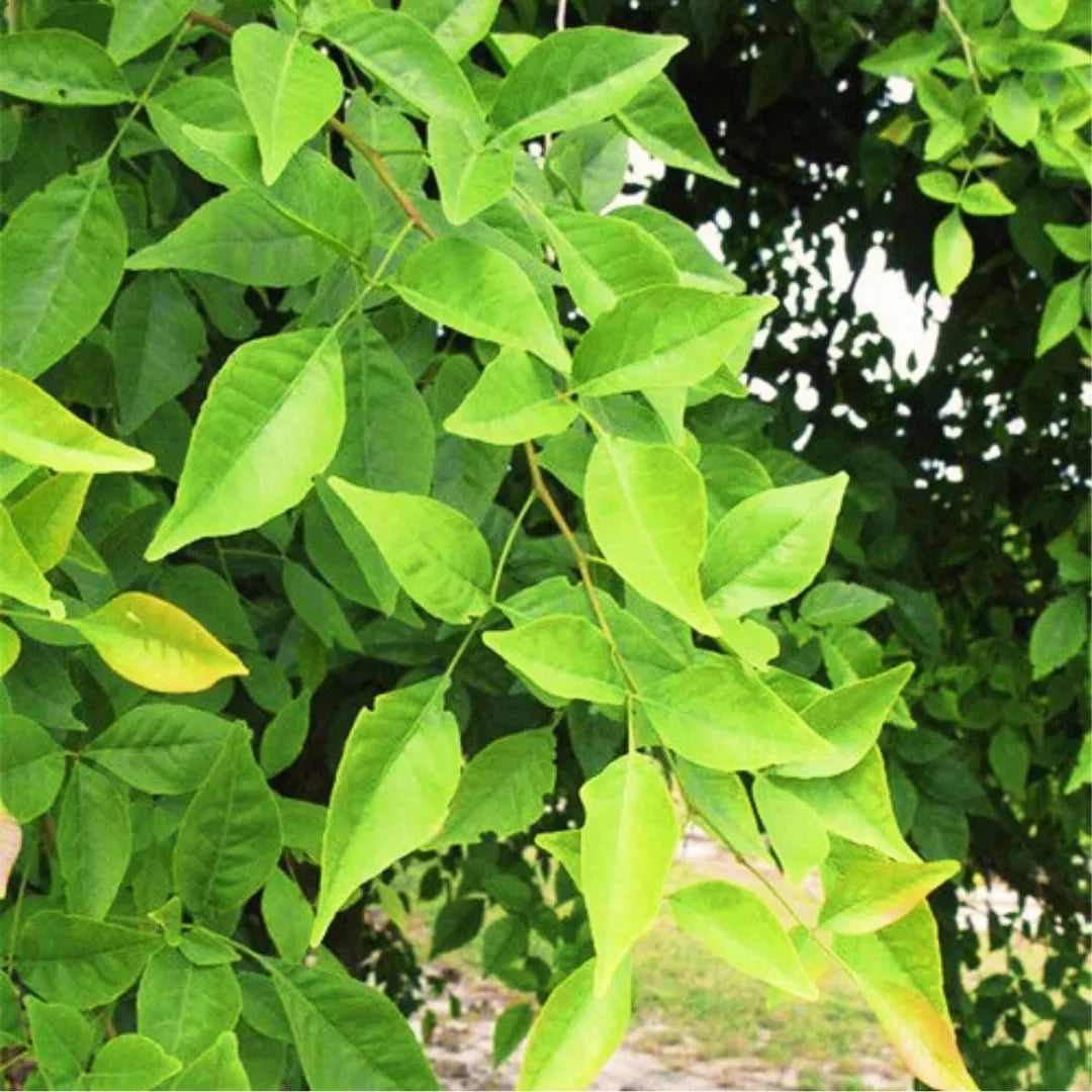 Buy Bel Patra Plant Online at Lalitenterprise