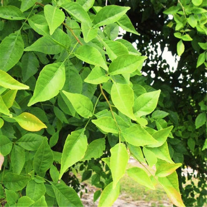 Buy Bel Patra Plant Online at Lalitenterprise