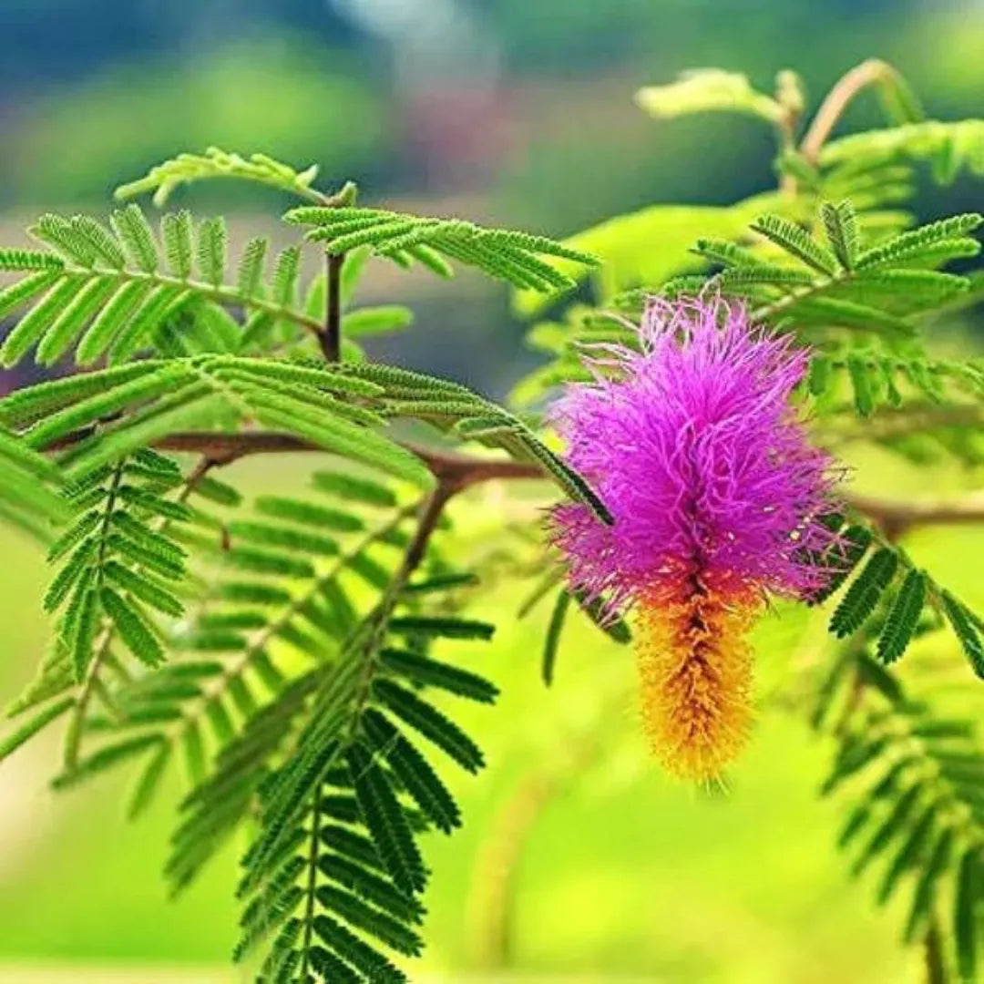 Buy Shami Patra Plants Online at Lalitenterprise