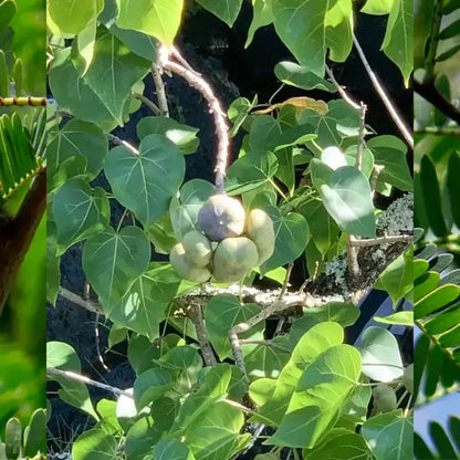 Buy Peepal Plant Online at Lalitenterprise