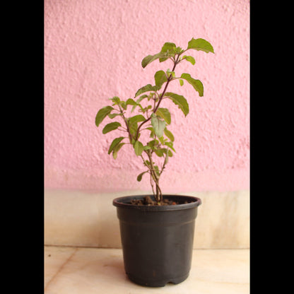 Buy Rama Tulsi Plant Online at Llitenterprise