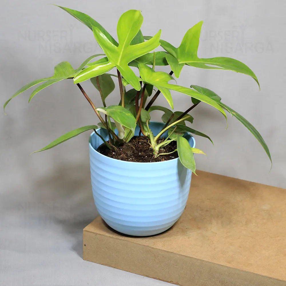 Buy Philodendron Florida Ghost – Plant Online at Lalitenterprise