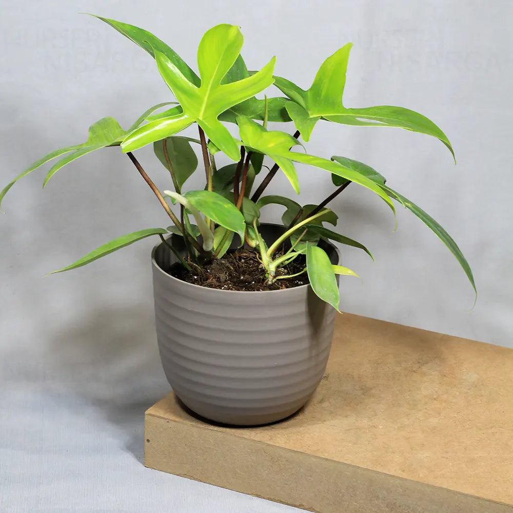 Buy Philodendron Florida Ghost – Plant Online at Lalitenterprise