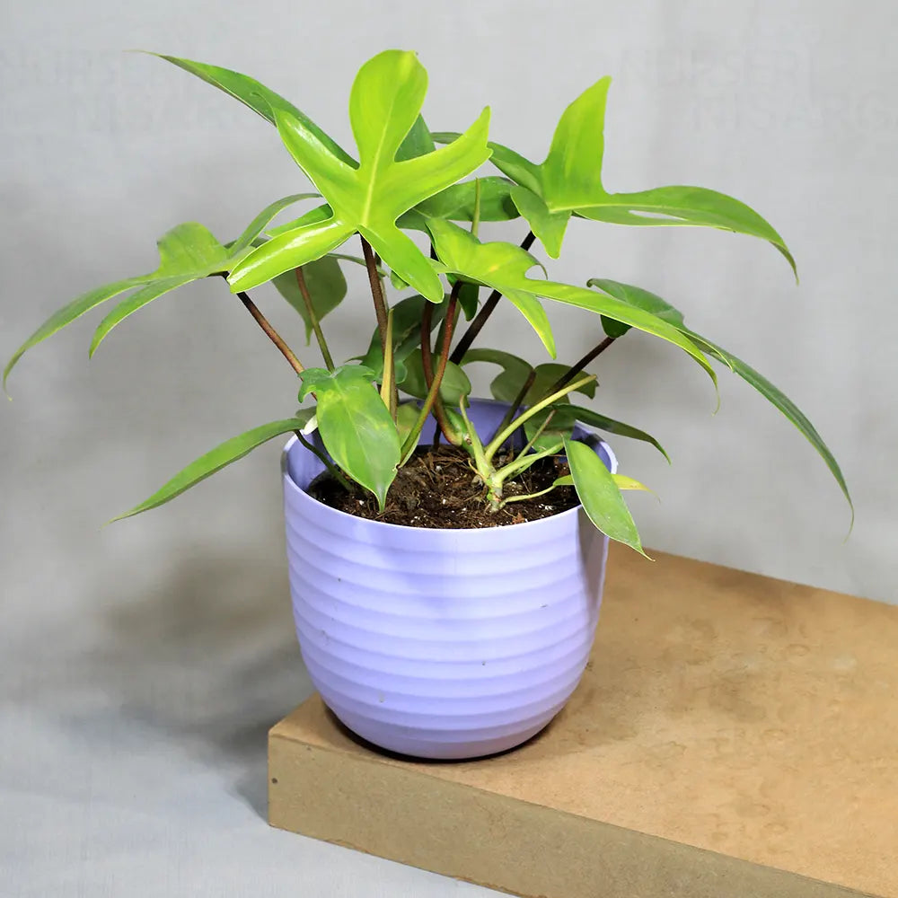 Buy Philodendron Florida Ghost – Plant Online at Lalitenterprise