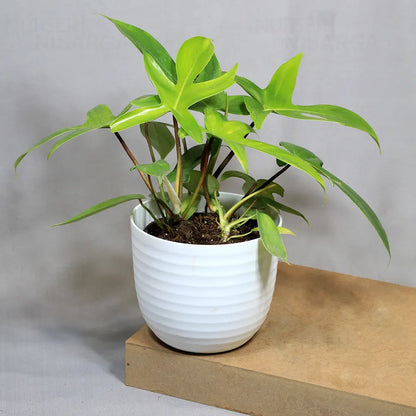 Buy Philodendron Florida Ghost – Plant Online at Lalitenterprise