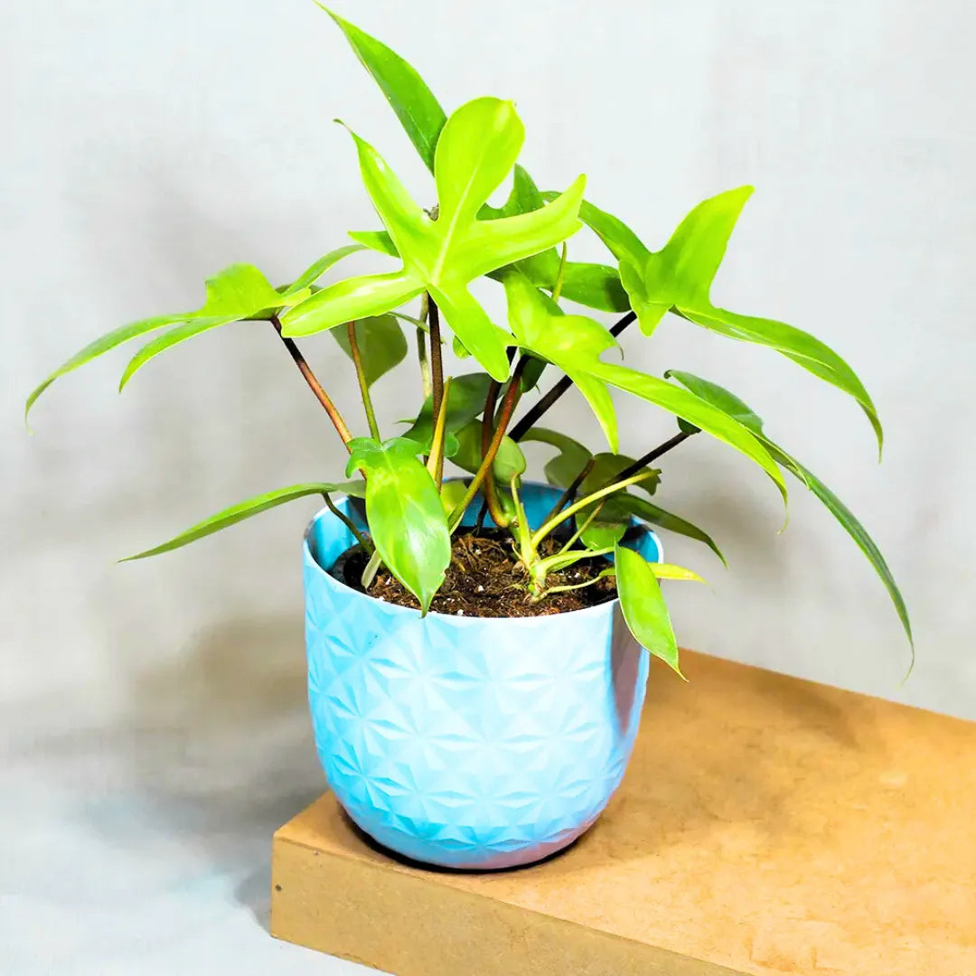 Buy Philodendron Florida Ghost – Plant Online at Lalitenterprise