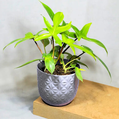 Buy Philodendron Florida Ghost – Plant Online at Lalitenterprise