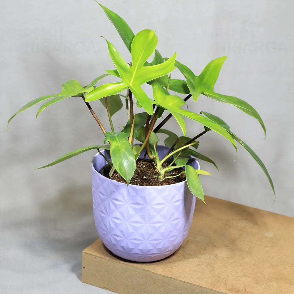 Buy Philodendron Florida Ghost – Plant Online at Lalitenterprise