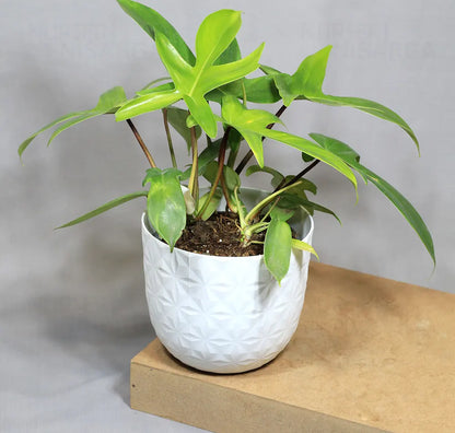 Buy Philodendron Florida Ghost – Plant Online at Lalitenterprise