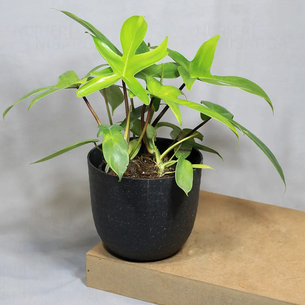 Buy Philodendron Florida Ghost – Plant Online at Lalitenterprise