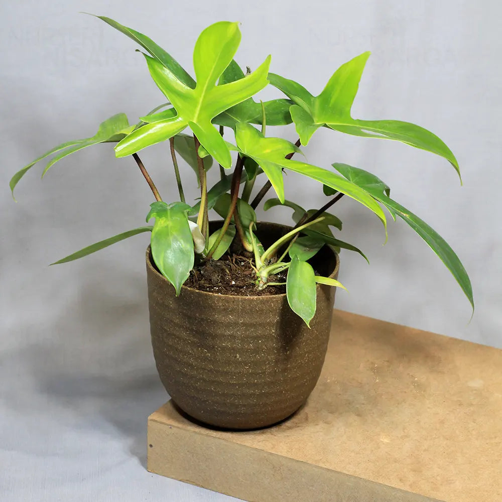 Buy Philodendron Florida Ghost – Plant Online at Lalitenterprise