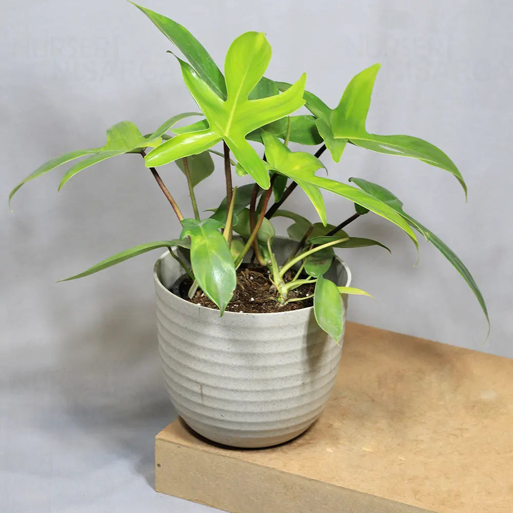 Buy Philodendron Florida Ghost – Plant Online at Lalitenterprise