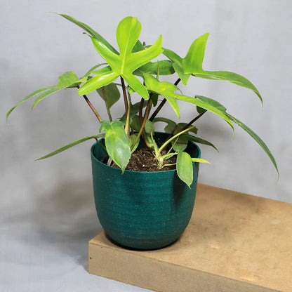 Buy Philodendron Florida Ghost – Plant Online at Lalitenterprise