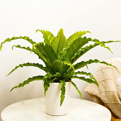 Buy Victoria Fern (Asplenium Nidus) Victoria Lady Fern - Plant Online at Lalitenterprise