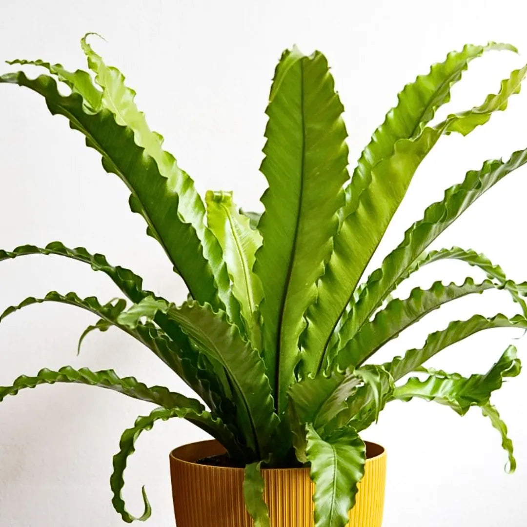 Buy Asplenium Nidus Victoria Lady Fern - Plant Online at Lalitenterprise