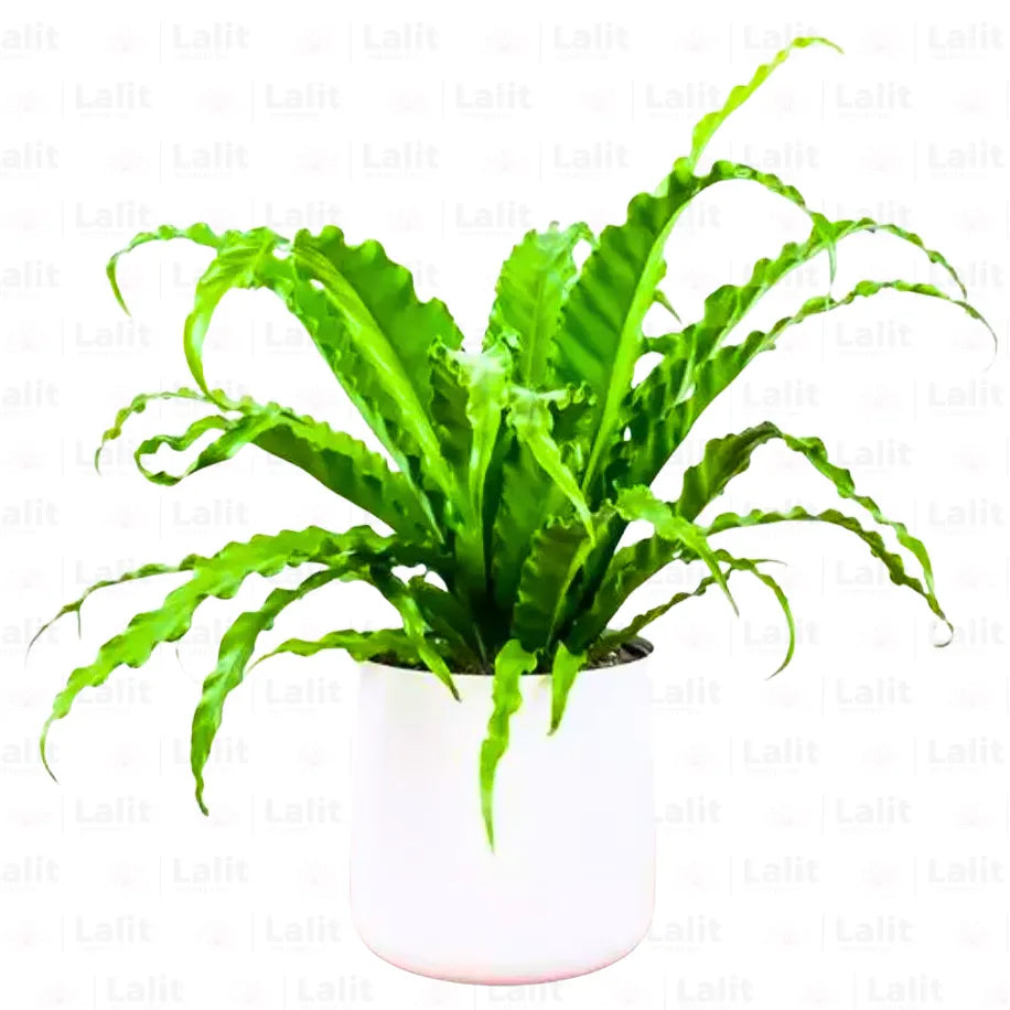 Buy Victoria Fern | Asplenium nidus | Victoria Lady Fern - Plant Online at Lalitenterprise