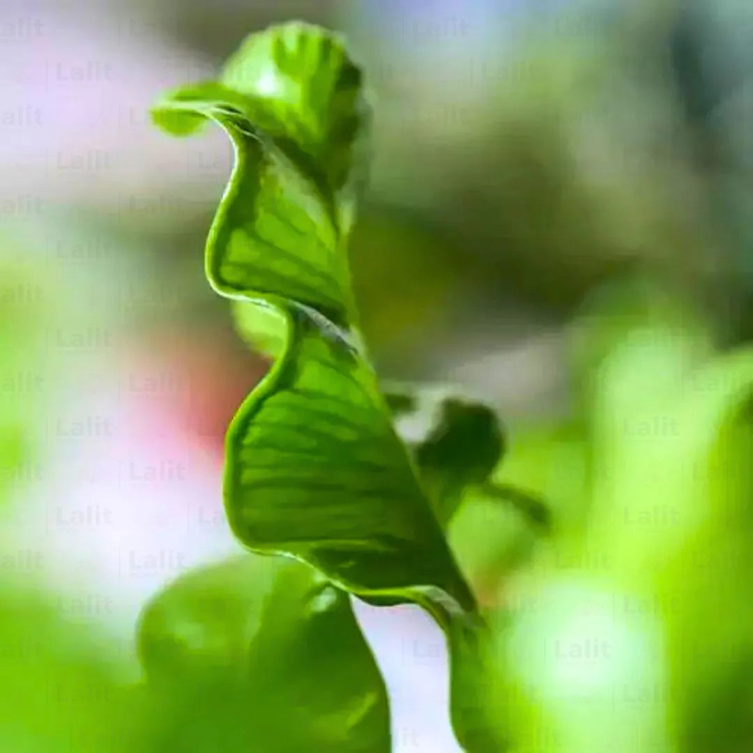 Buy  Asplenium nidus - Plant Online at Lalitenterprise