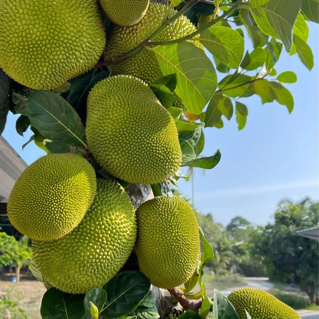 Buy Vietnam Super Early Jackfruit - Plant Online at Lalitenterprise