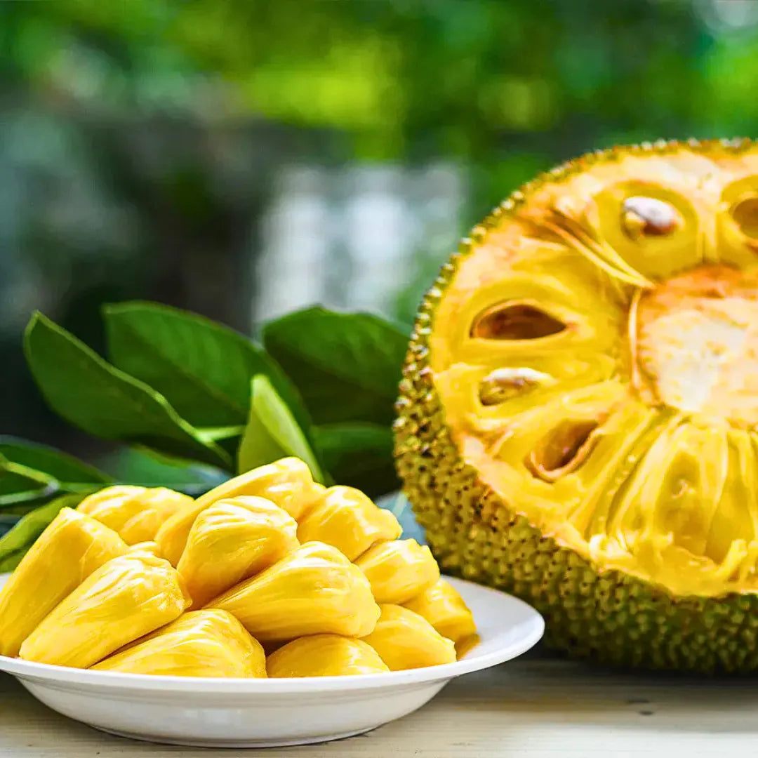 Buy Vietnam Super Early Jackfruit - Plant Online at Lalitenterprise