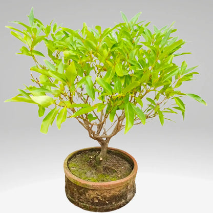 Buy Vrindavan Champa "Bonsai" Plant | Fiddlewood Tree Online at Lalitenterprise