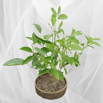 Buy Vrindavan Champa "Bonsai" Plant | Fiddlewood Tree Online at Lalitenterprise