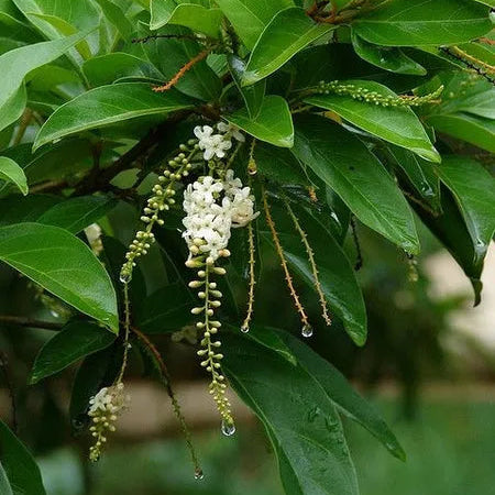 Buy Vrindavan Champa (Citharexylum Spinosum) "Fiddlewood" - Plant Online at Lalitenterprise