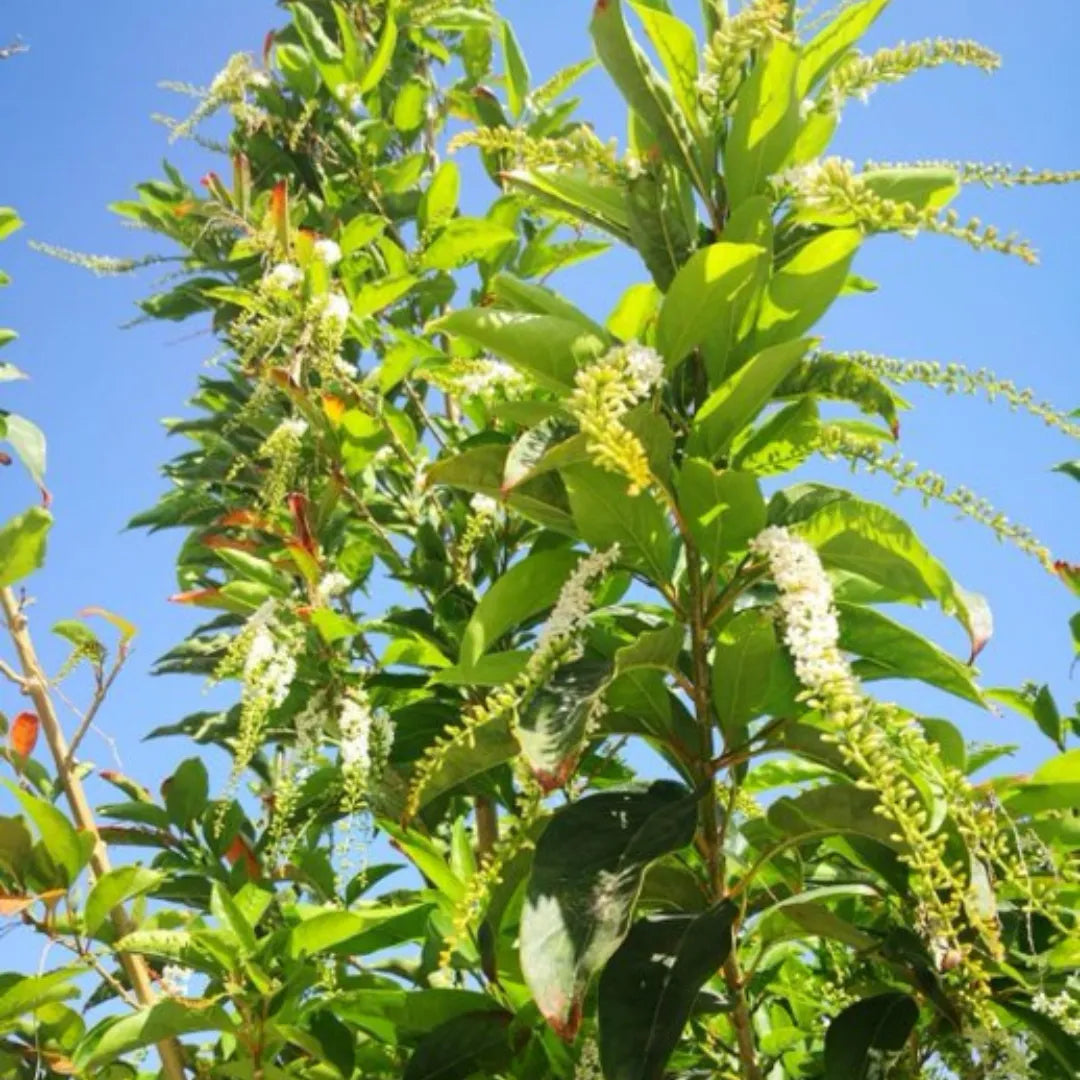 Buy Vrindavan Champa "Fiddlewood" - Plant Online at Lalitenterprise