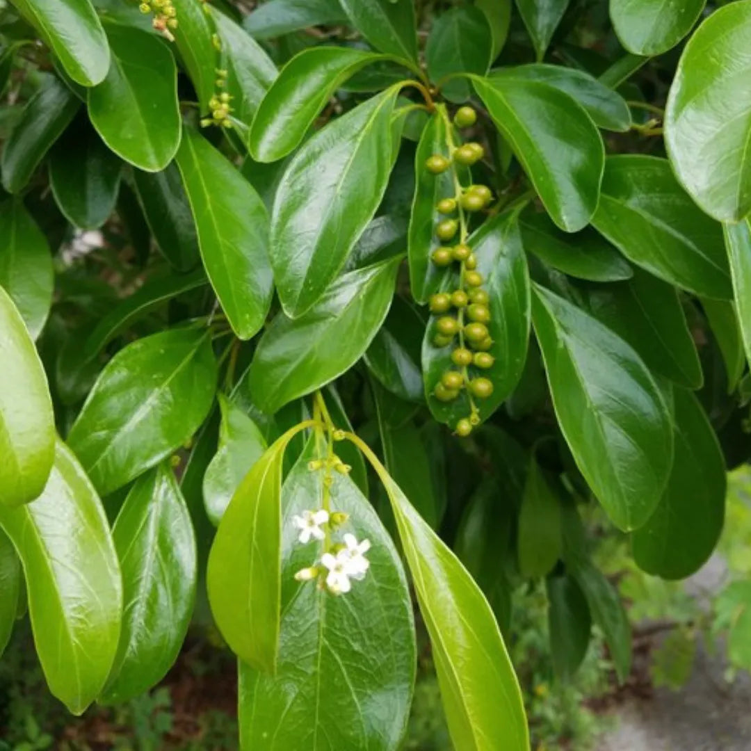 Buy Vrindavan Champa (Citharexylum Spinosum) "Fiddlewood" - Plant Online at Lalitenterprise