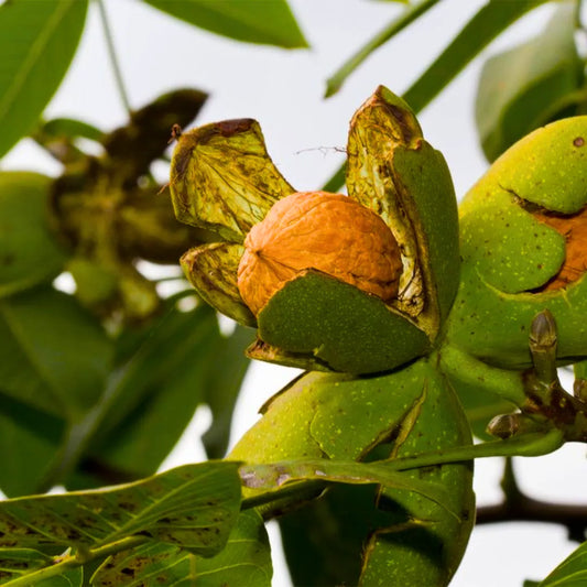 Buy Walnut (Juglans Regia) - Plant Online at Lalitenterprise