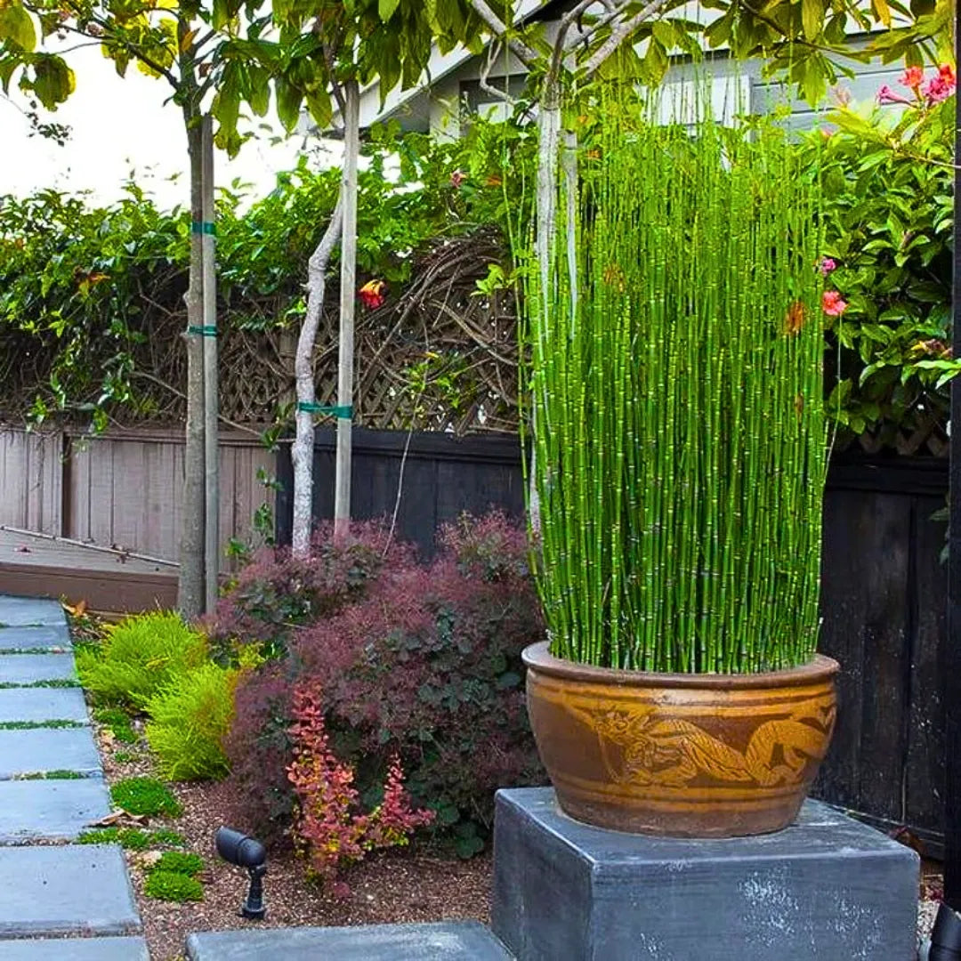 indoor bamboo plant online Water Bamboo (Equisetum) – Plant