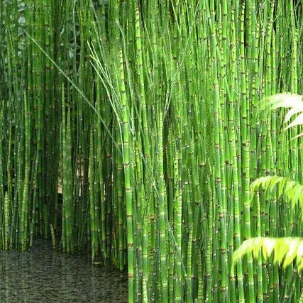 Buy Water Bamboo (Equisetum) – Plant Online at Lalitenterprise