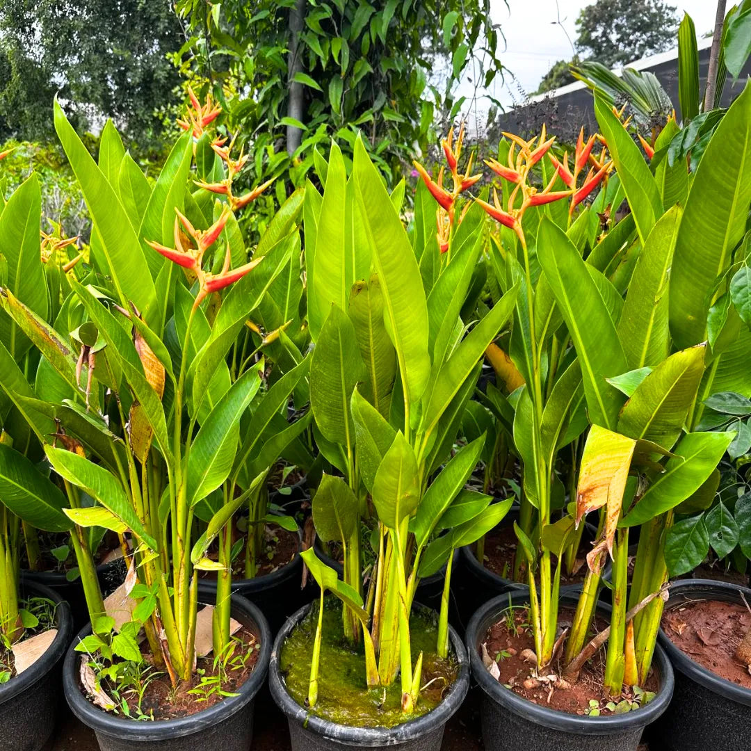 Buy Water Heliconia - Plant Online at Lalitenterprise