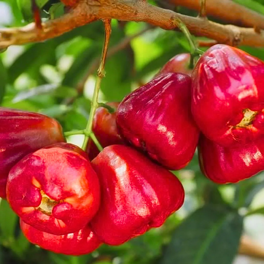 Buy Wax Apple (Syzygium Samarangense) "Java Apple" - Plant Online at Lalitenterprise