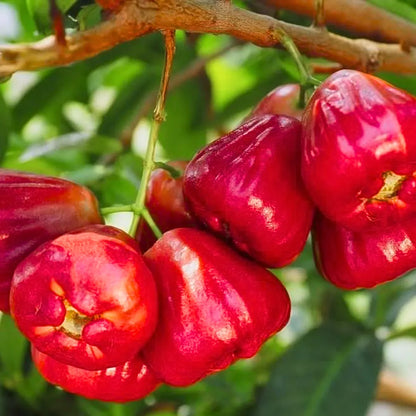 Buy Wax Apple (Syzygium Samarangense) "Java Apple" - Plant Online at Lalitenterprise