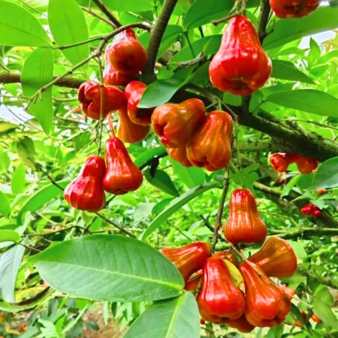 Buy Syzygium Samarangense - Plant Online at Lalitenterprise
