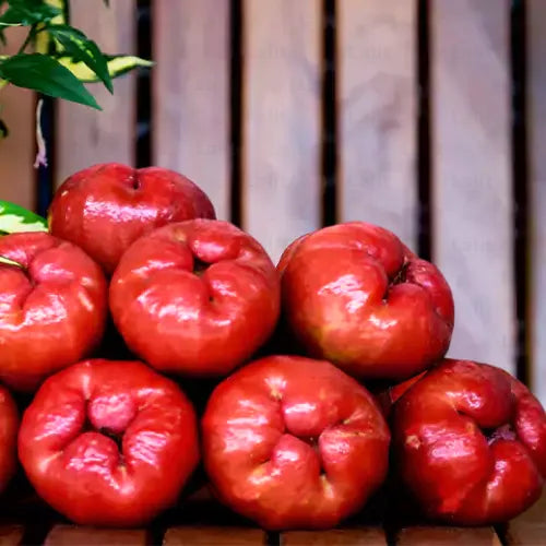 Buy Wax Apple - Plant Online at Lalitenterprise