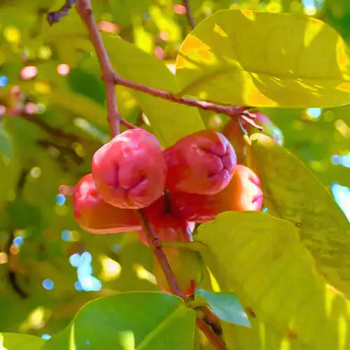 Buy Wax Apple (Syzygium Samarangense) "Java Apple" - Plant Online at Lalitenterprise