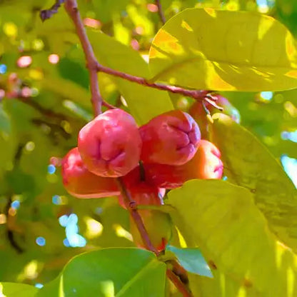 Buy Wax Apple (Syzygium Samarangense) "Java Apple" - Plant Online at Lalitenterprise