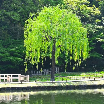 Buy Weeping Willow (Salix Babylonica) - Plant Online at Lalitenterprise