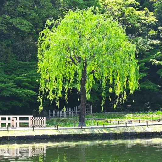 Buy Weeping Willow (Salix Babylonica) - Plant Online at Lalitenterprise