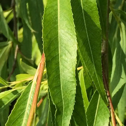 Buy Weeping Willow - Plant Online at Lalitenterprise